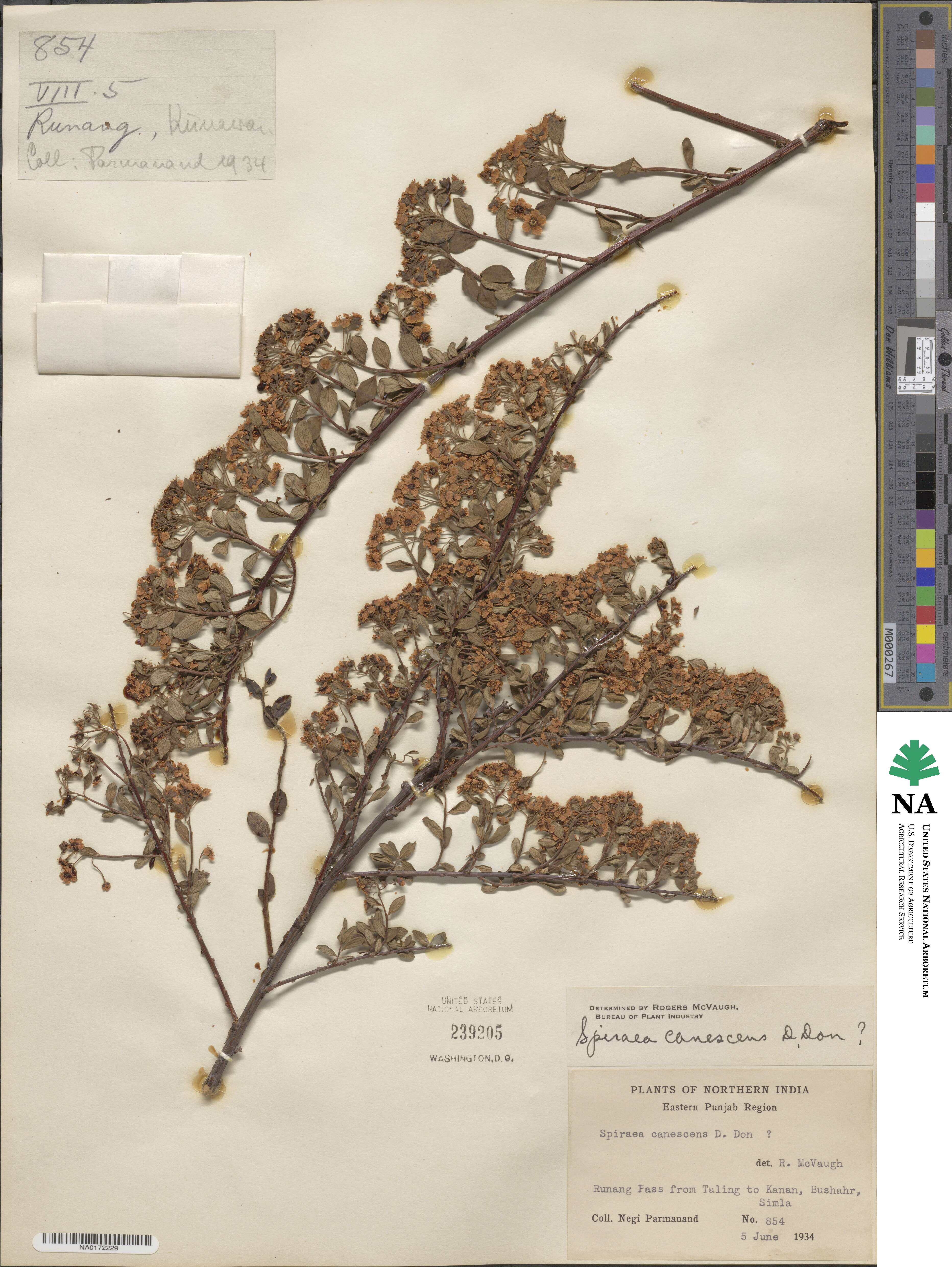 Spiraea canescens image