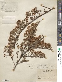 Spiraea canescens image