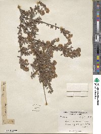 Spiraea canescens image