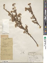 Spiraea canescens image