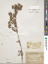 Spiraea canescens image