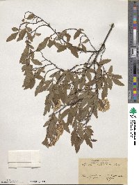 Spiraea cantoniensis image