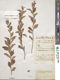 Image of Spiraea chamaedrifolia