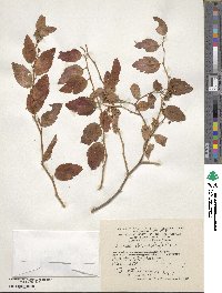 Spiraea chamaedrifolia image