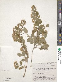 Spiraea chamaedrifolia image