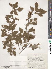 Spiraea chamaedryfolia var. pilosa image