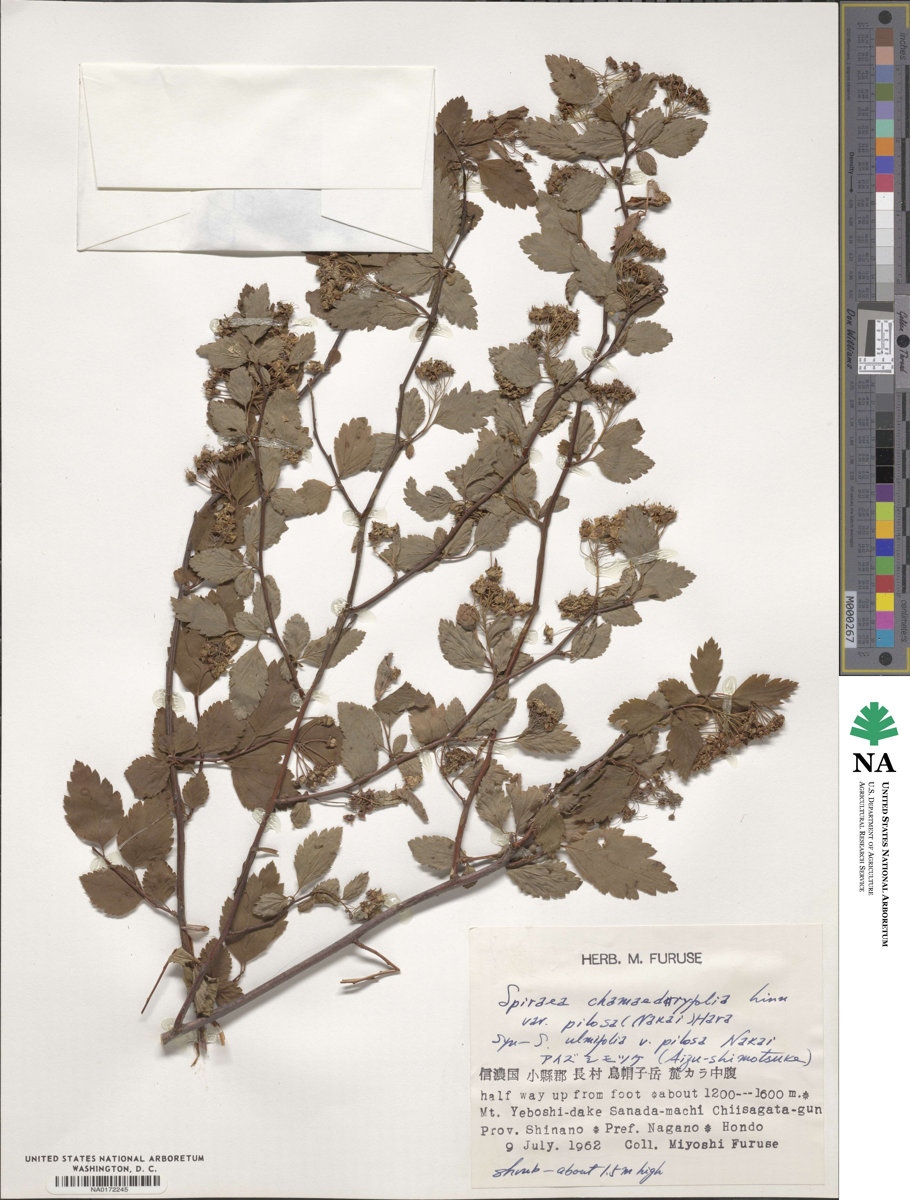 Spiraea chamaedryfolia image