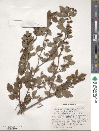 Spiraea chamaedryfolia image