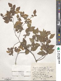 Spiraea chamaedryfolia image