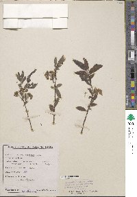 Spiraea corymbosa image