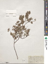 Spiraea dasyantha image