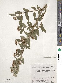 Spiraea flexuosa image