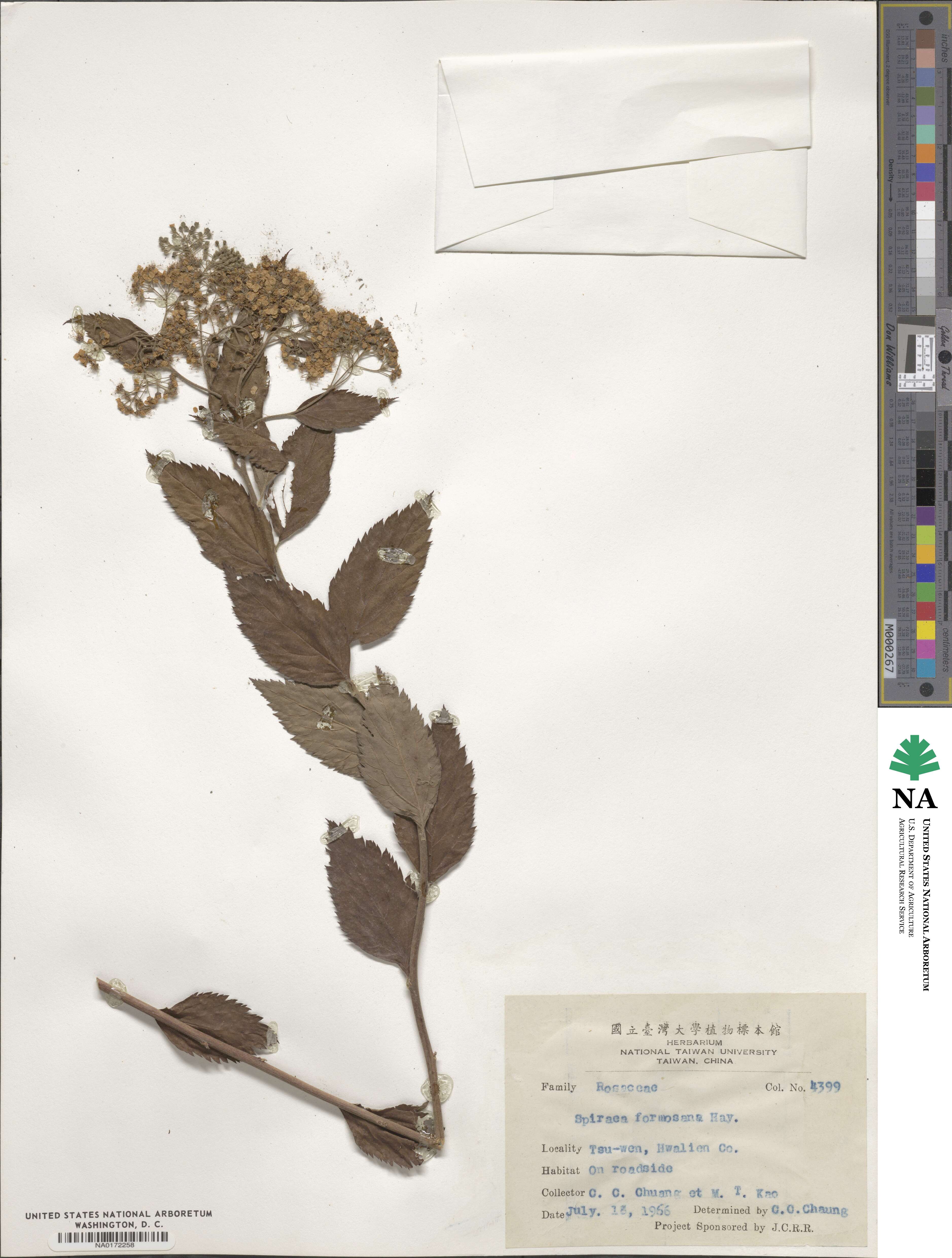 Spiraea formosana image