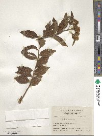 Spiraea formosana image