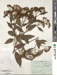 Spiraea formosana image