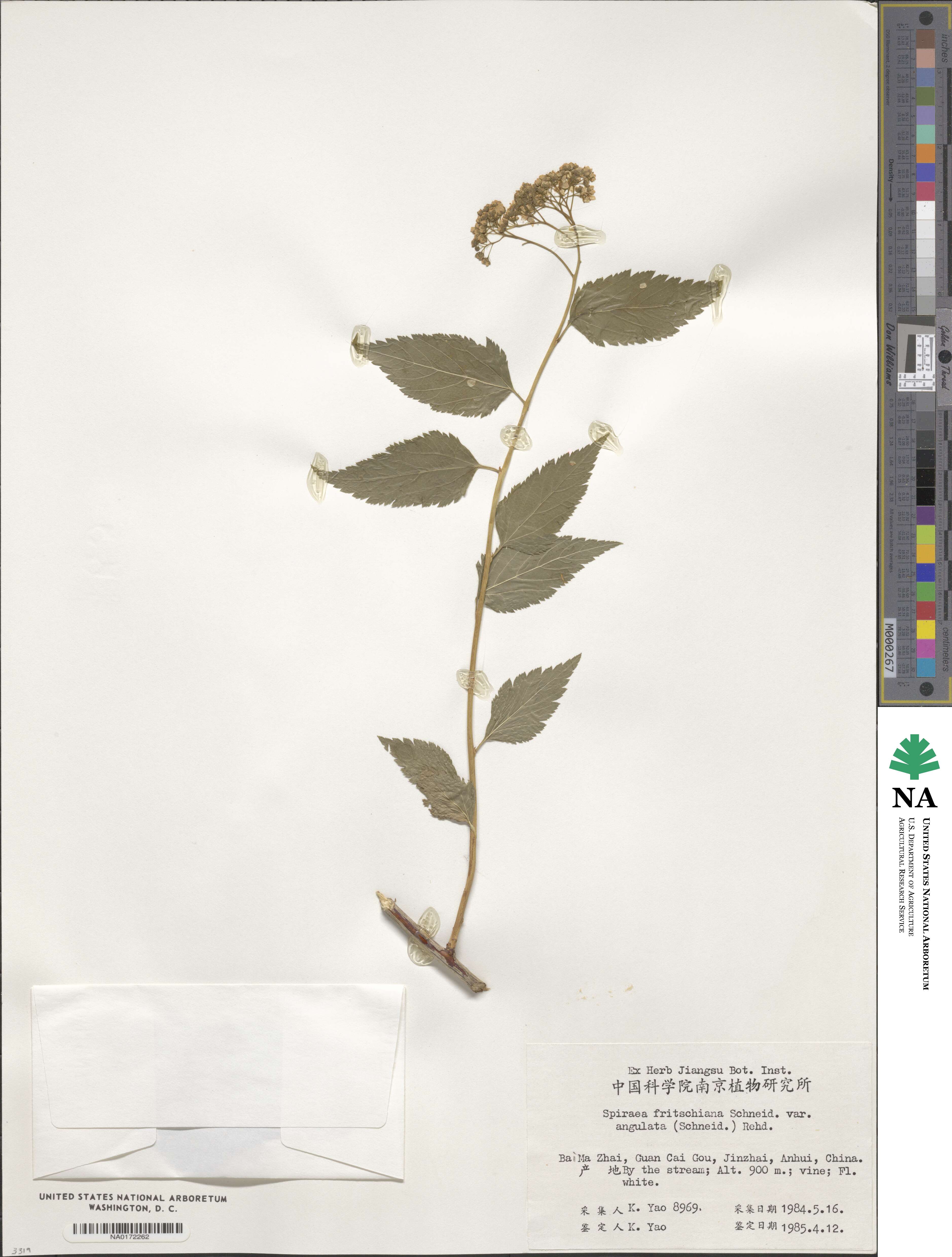 Spiraea fritschiana var. angulata image