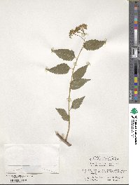 Spiraea fritschiana image