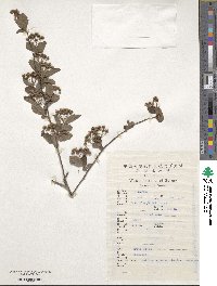 Image of Spiraea hirsuta