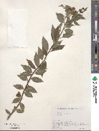 Spiraea japonica image