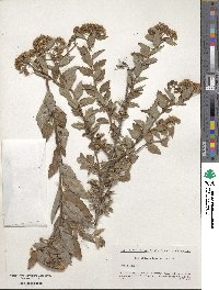 Spiraea japonica image