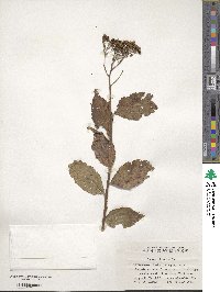 Spiraea japonica image