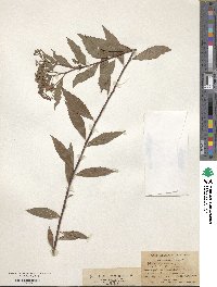 Spiraea japonica image