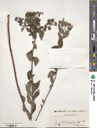 Spiraea japonica image