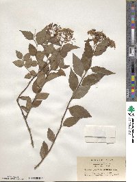 Spiraea japonica image