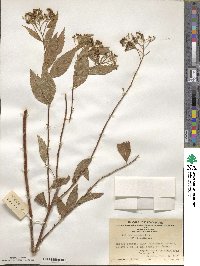 Spiraea japonica image