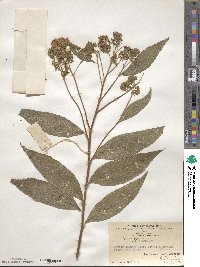 Spiraea japonica image