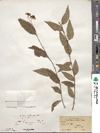 Spiraea japonica image