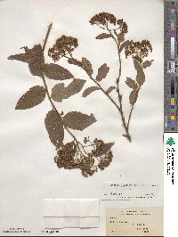 Spiraea japonica var. acuminata image