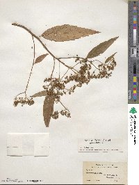 Spiraea japonica var. acuminata image