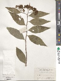 Spiraea japonica image