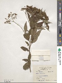 Spiraea japonica image