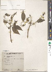 Image of Spiraea micrantha