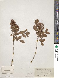 Spiraea media image