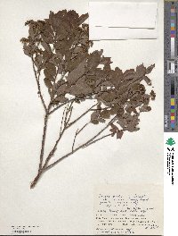 Spiraea media image