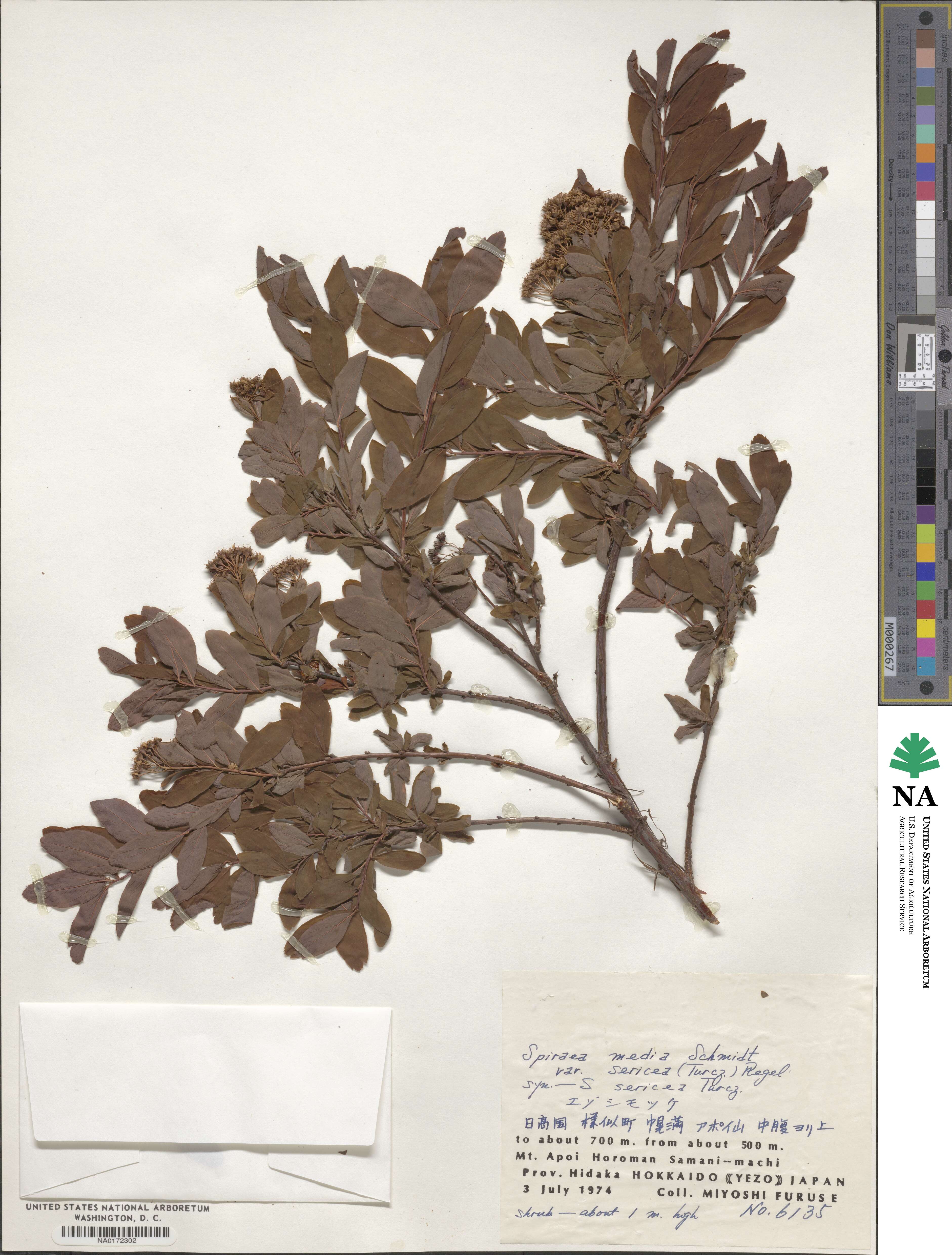 Spiraea media var. sericea image