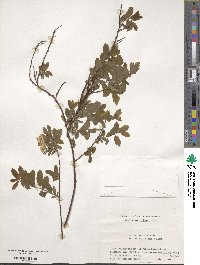 Spiraea media var. sericea image