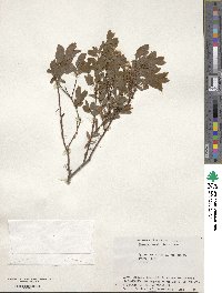 Spiraea media image