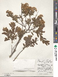 Spiraea media image