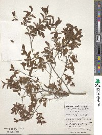 Spiraea media var. sericea image