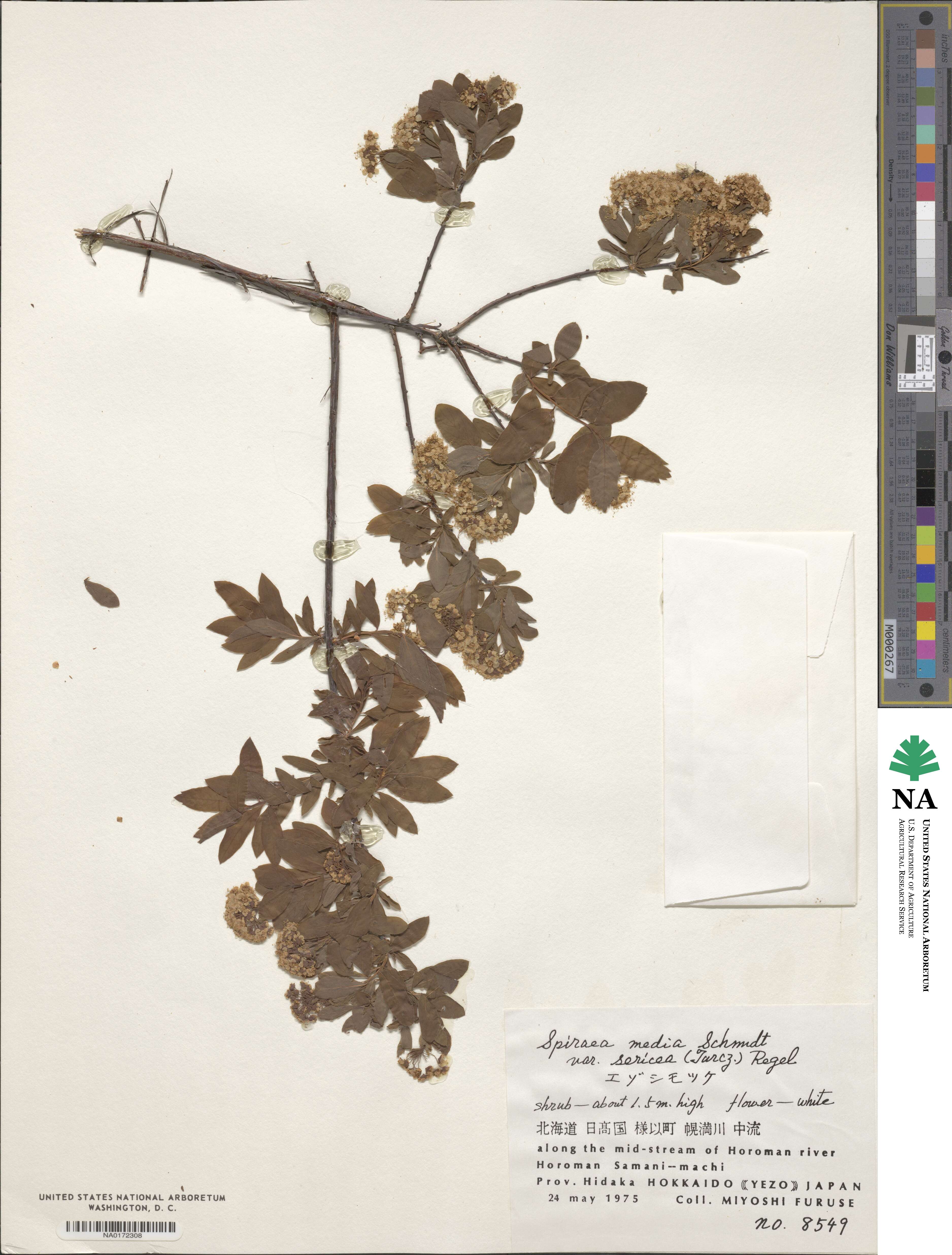 Spiraea media var. sericea image