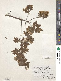 Spiraea media image