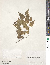 Spiraea miyabei image