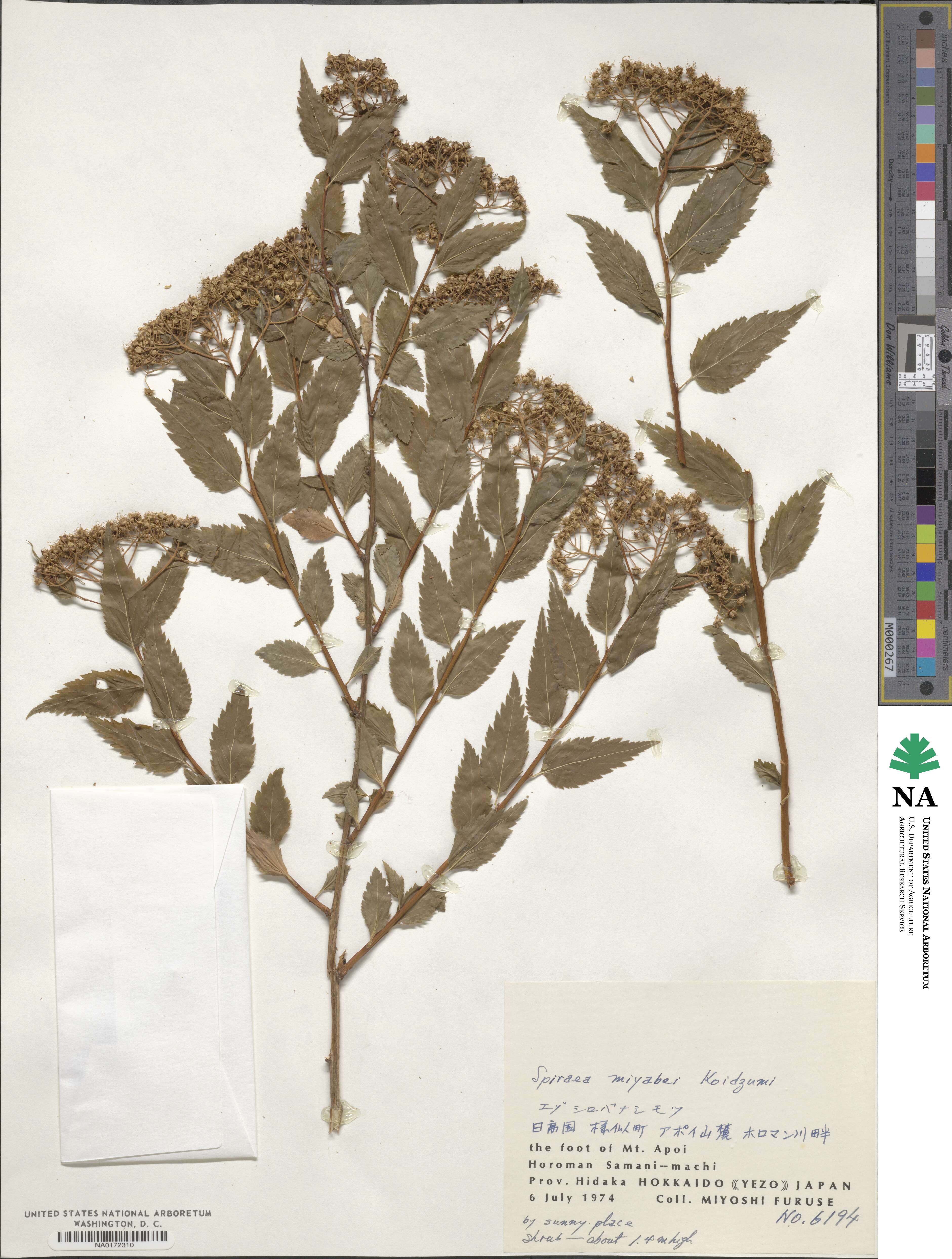 Spiraea miyabei image