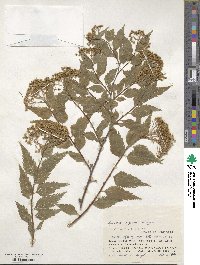 Spiraea miyabei image