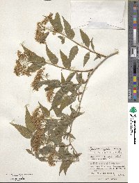 Spiraea miyabei image