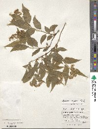 Spiraea miyabei image